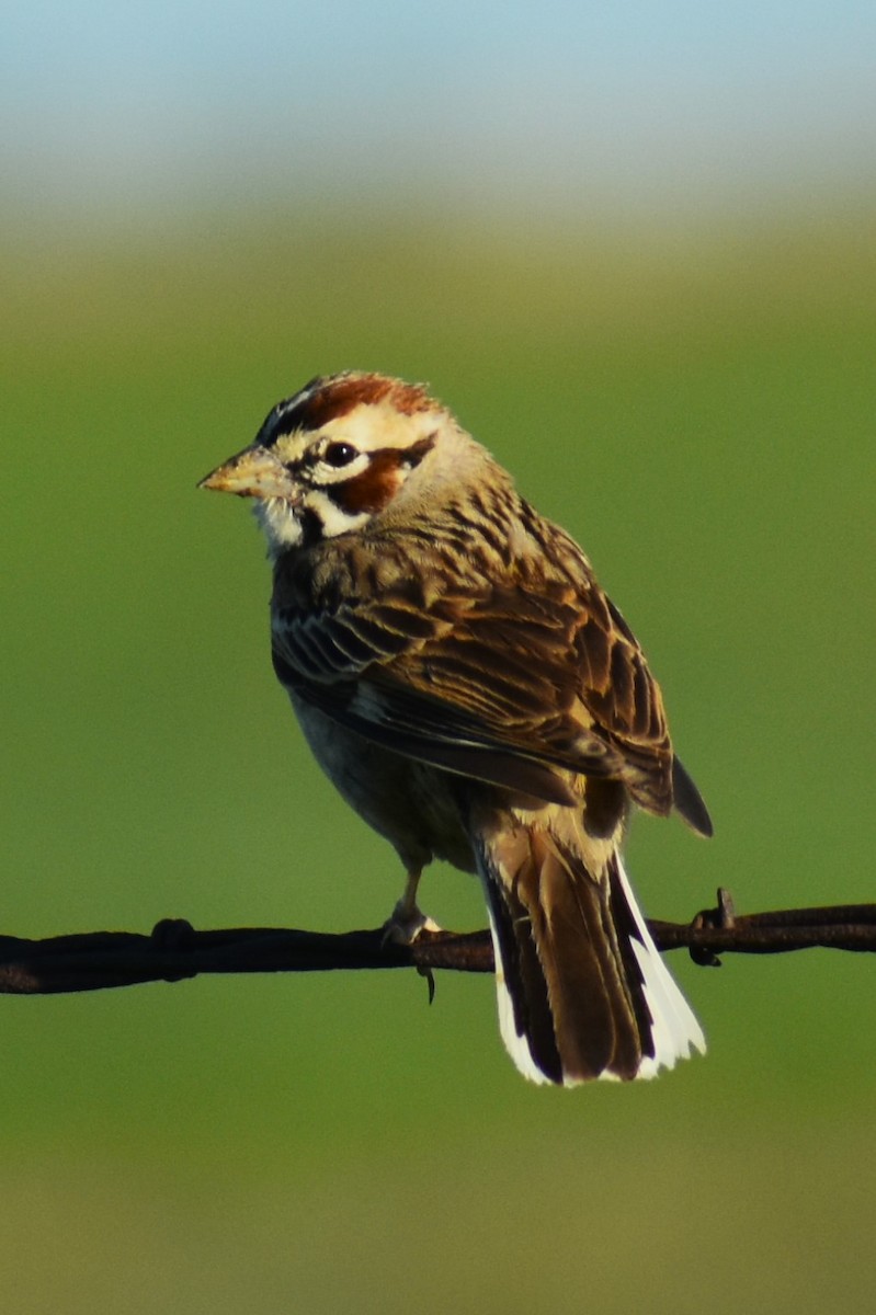 Lark Sparrow - ML620643535