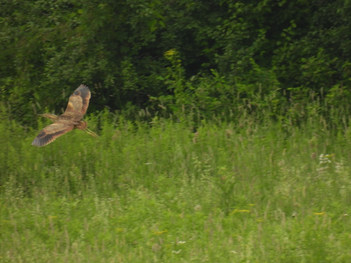 American Bittern - ML620643536