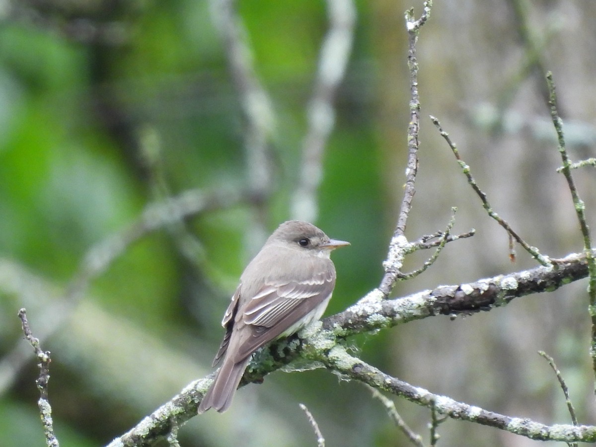 Alder/Willow Flycatcher (Traill's Flycatcher) - ML620643537