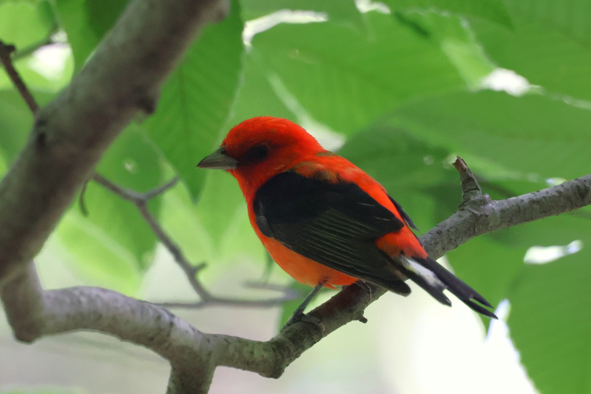 Scarlet Tanager - ML620643541