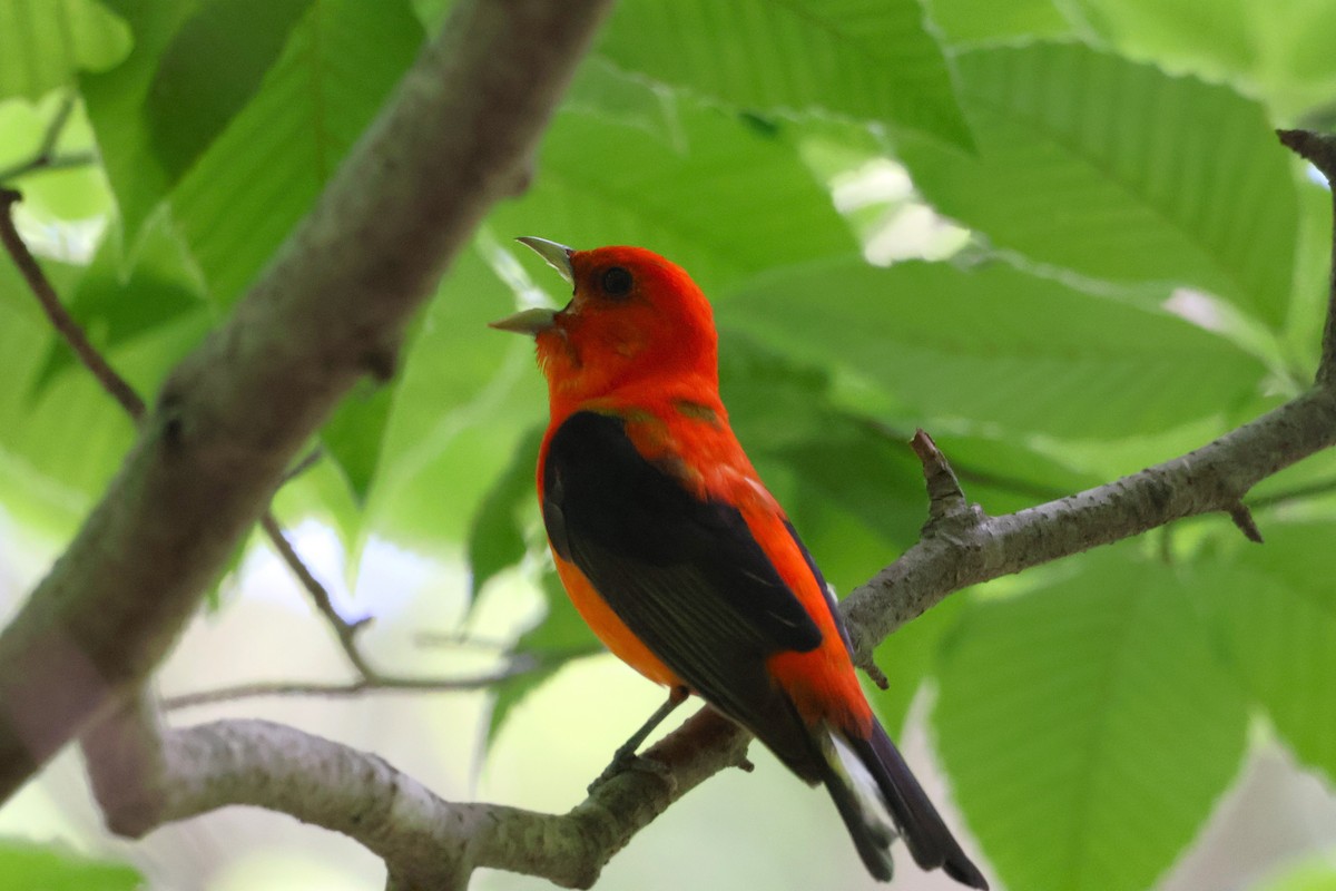 Scarlet Tanager - ML620643542