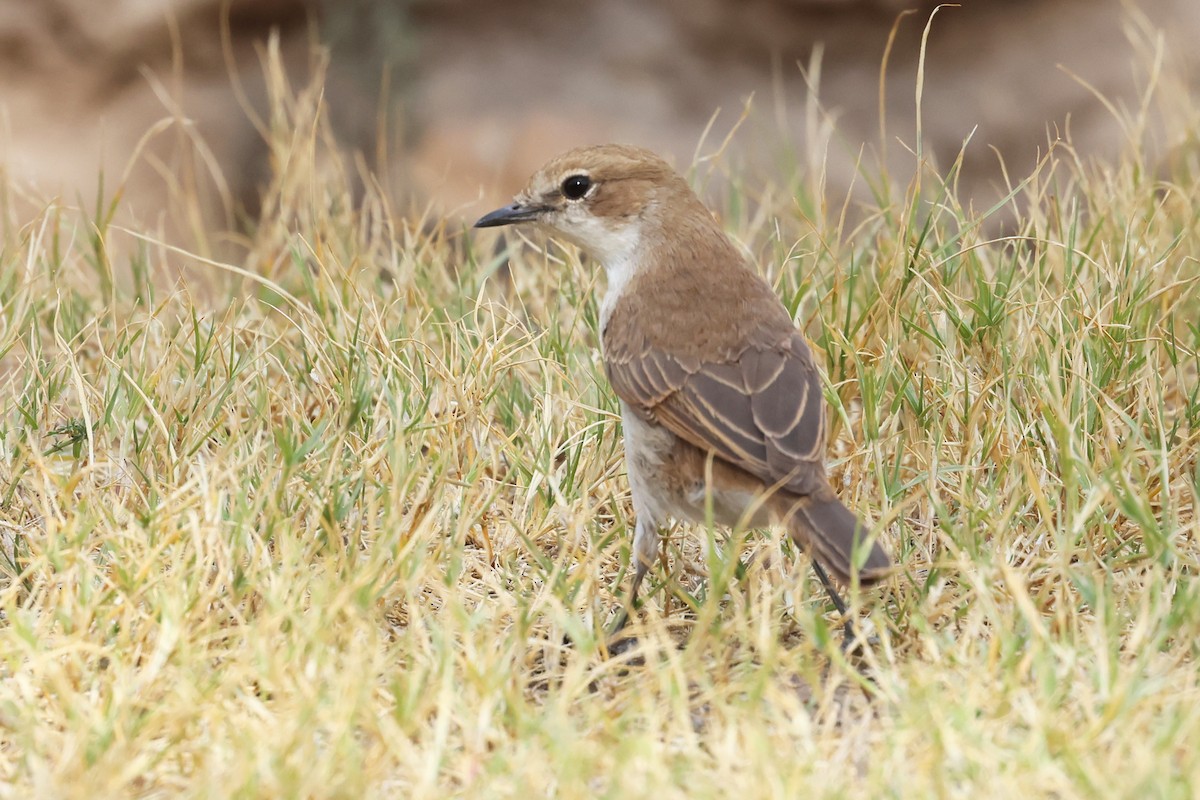 Marico Flycatcher - ML620643543