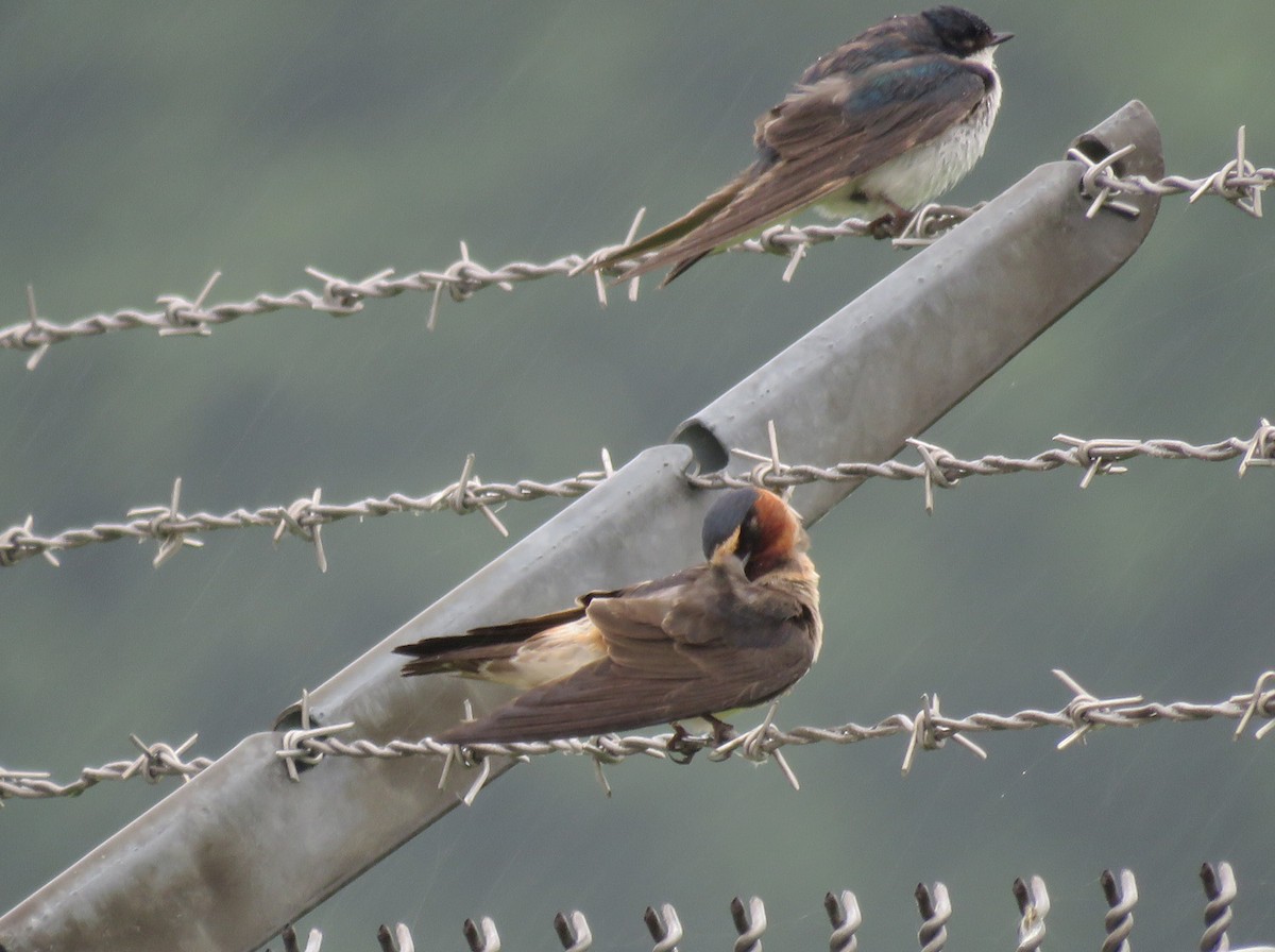 Cliff Swallow - ML620643545