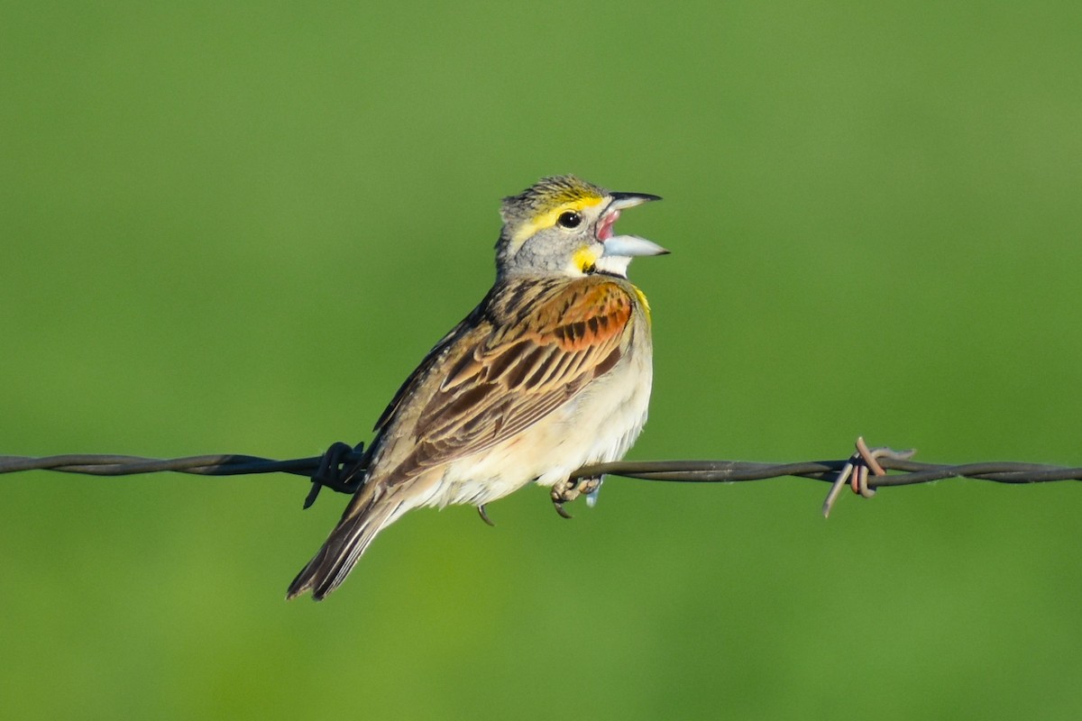 Dickcissel - ML620643550