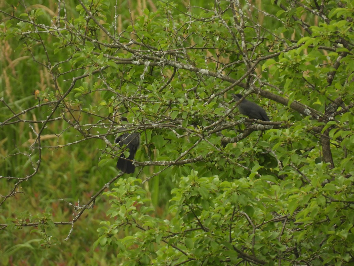 Gray Catbird - ML620643551