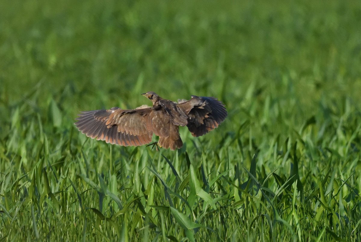 American Bittern - FELIX-MARIE AFFA'A