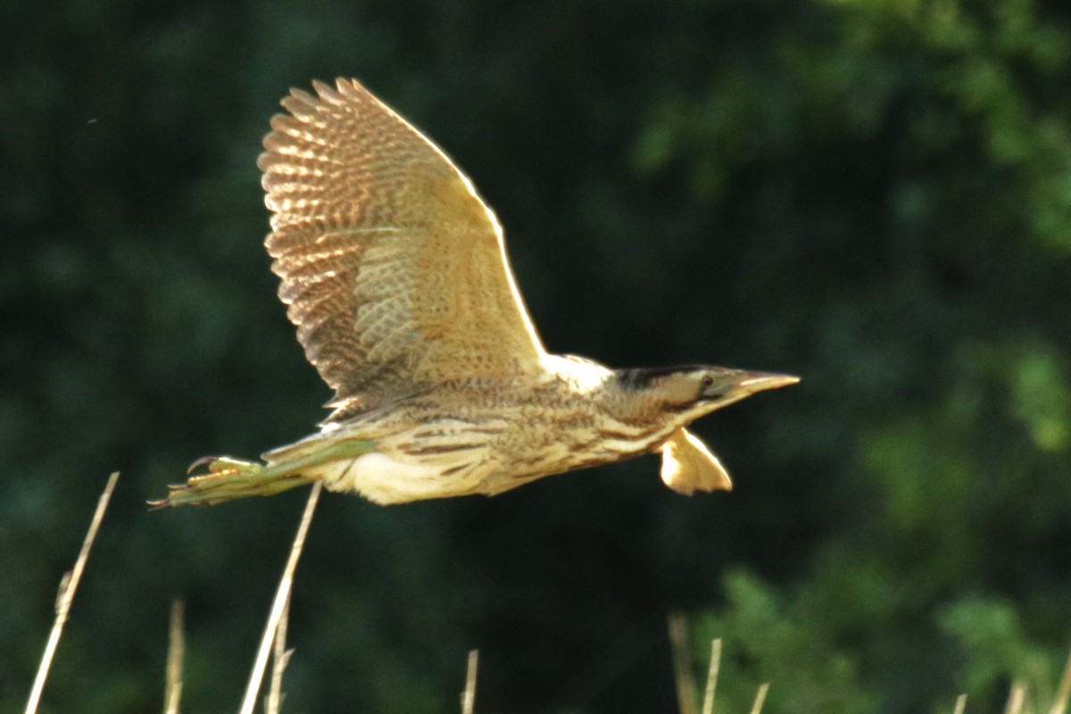 Great Bittern - ML620643555