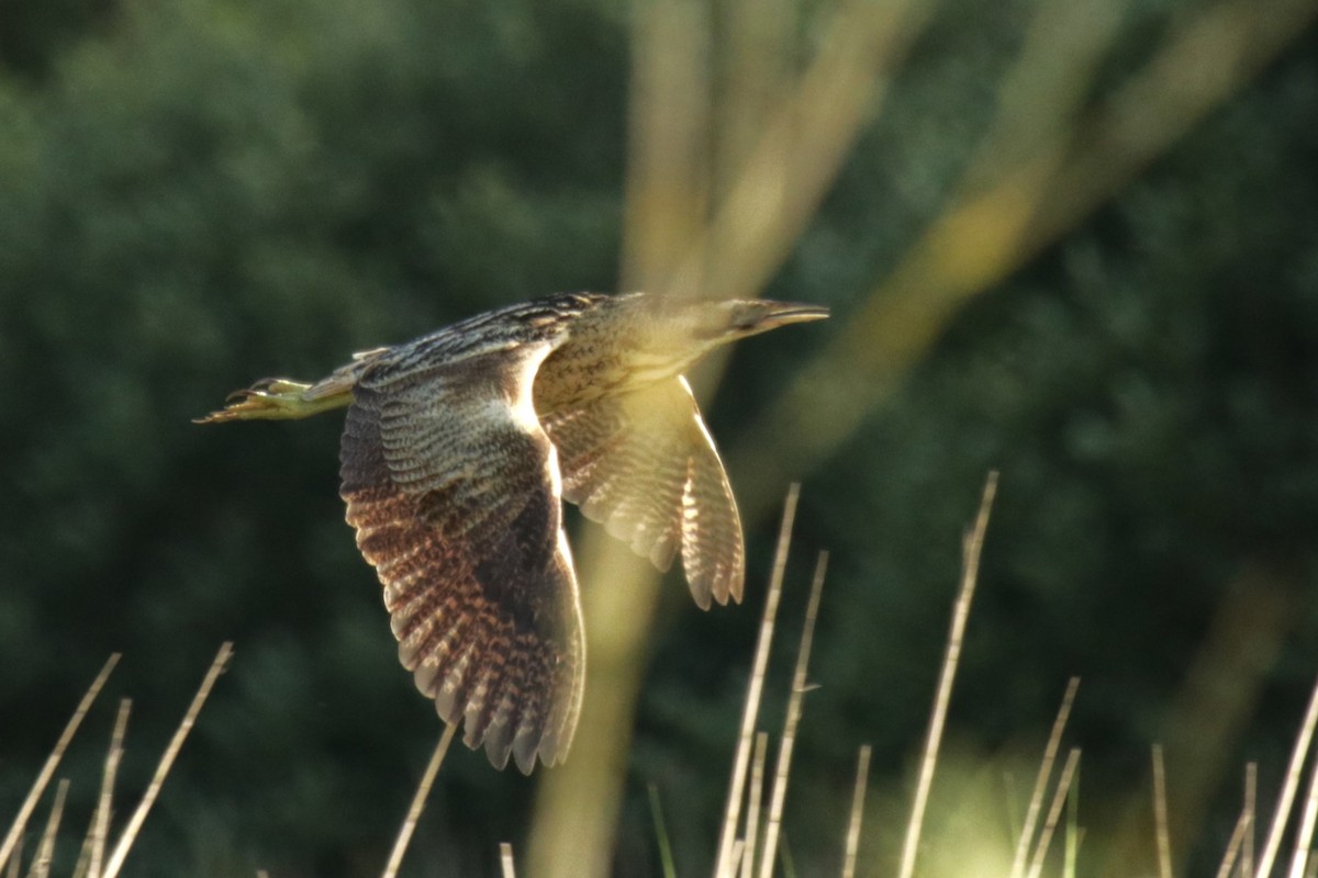 Great Bittern - ML620643556