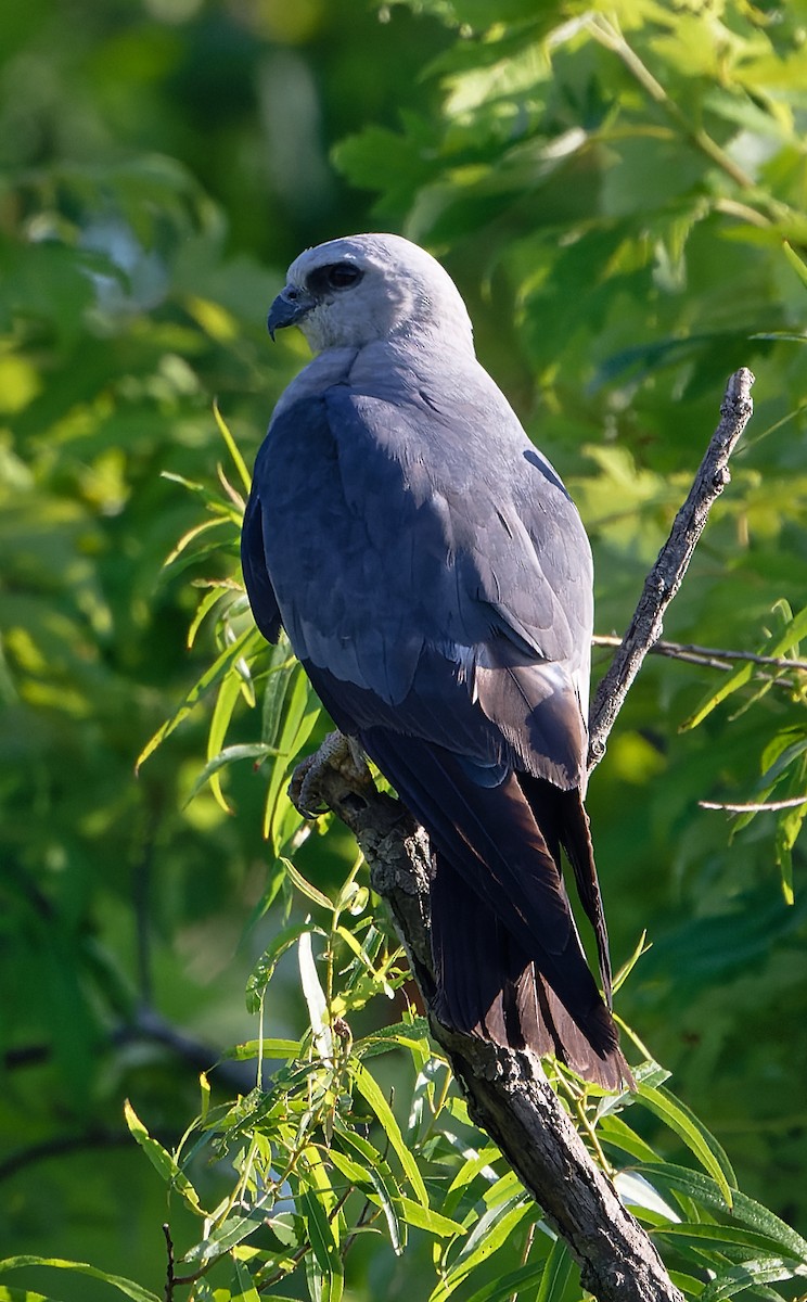 Mississippi Kite - ML620643562