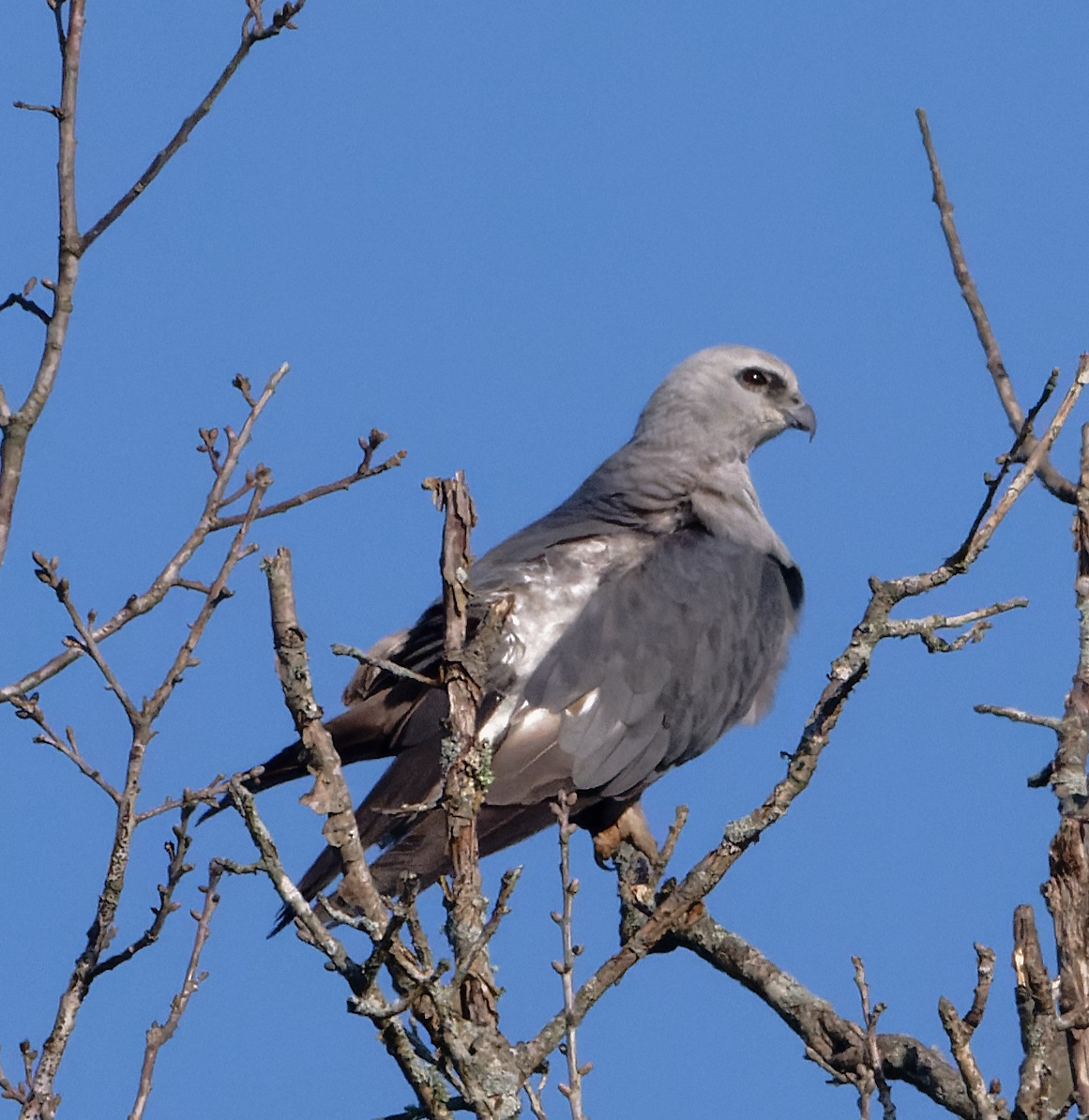 Mississippi Kite - ML620643564