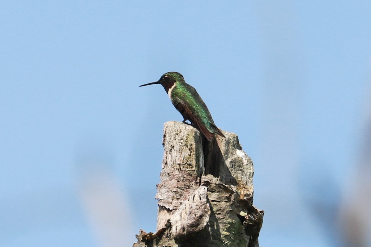 Ruby-throated Hummingbird - Debra Rittelmann