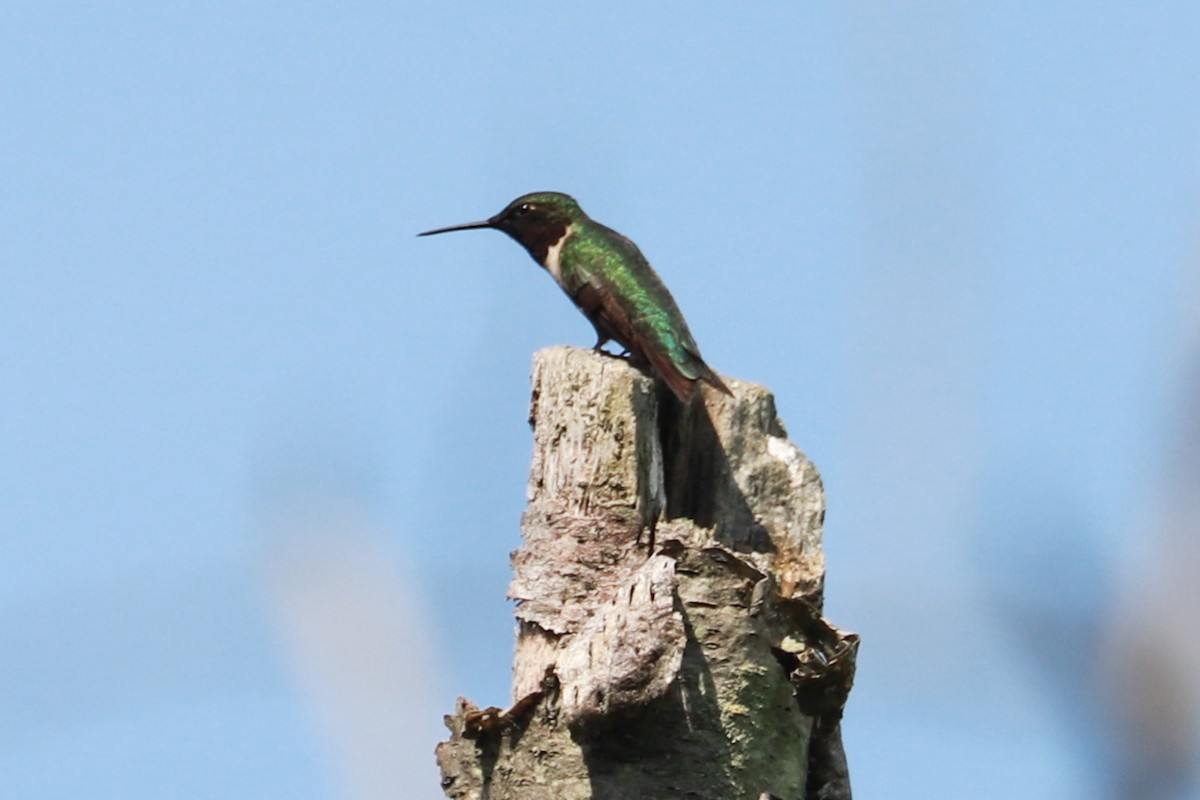 Ruby-throated Hummingbird - ML620643568