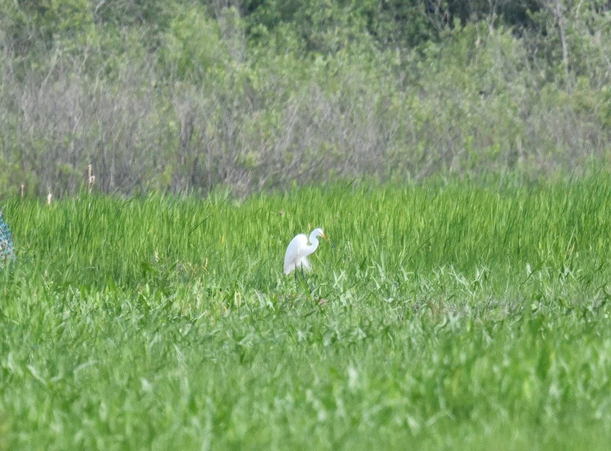 Great Egret - ML620643571