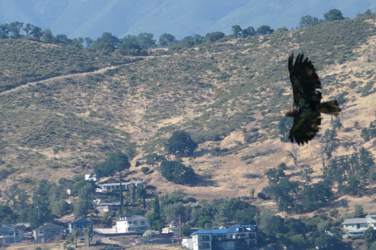 Bald Eagle - ML620643574