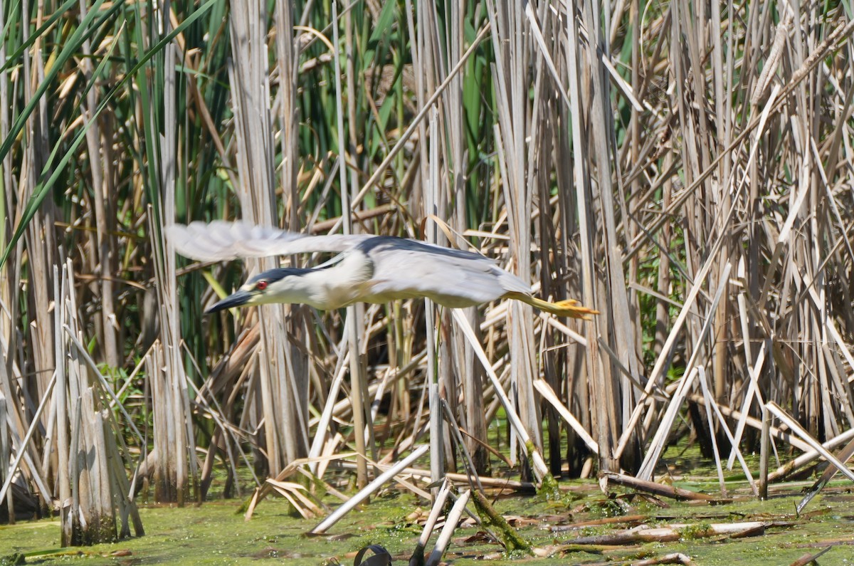 Black-crowned Night Heron - ML620643580