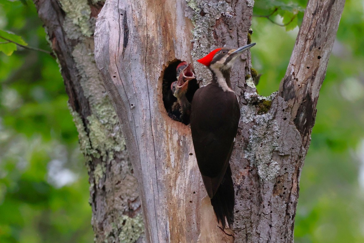 Pileated Woodpecker - ML620643585