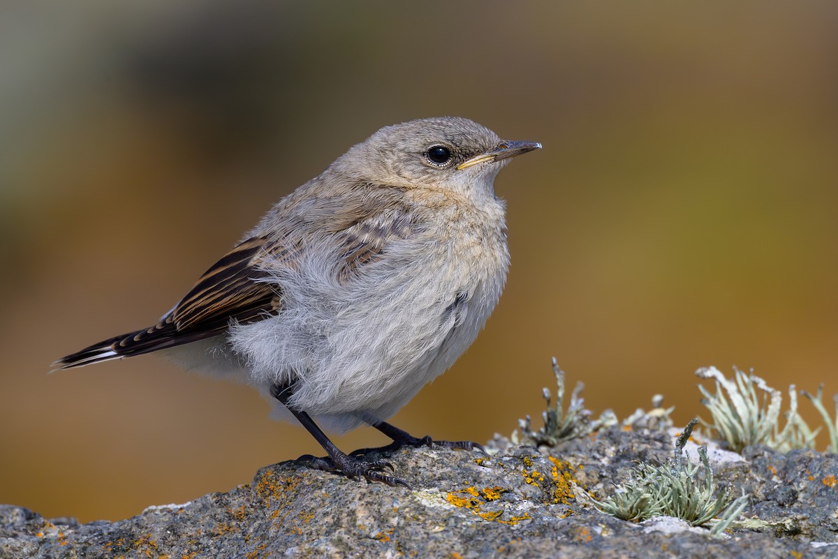 Northern Wheatear - ML620643591