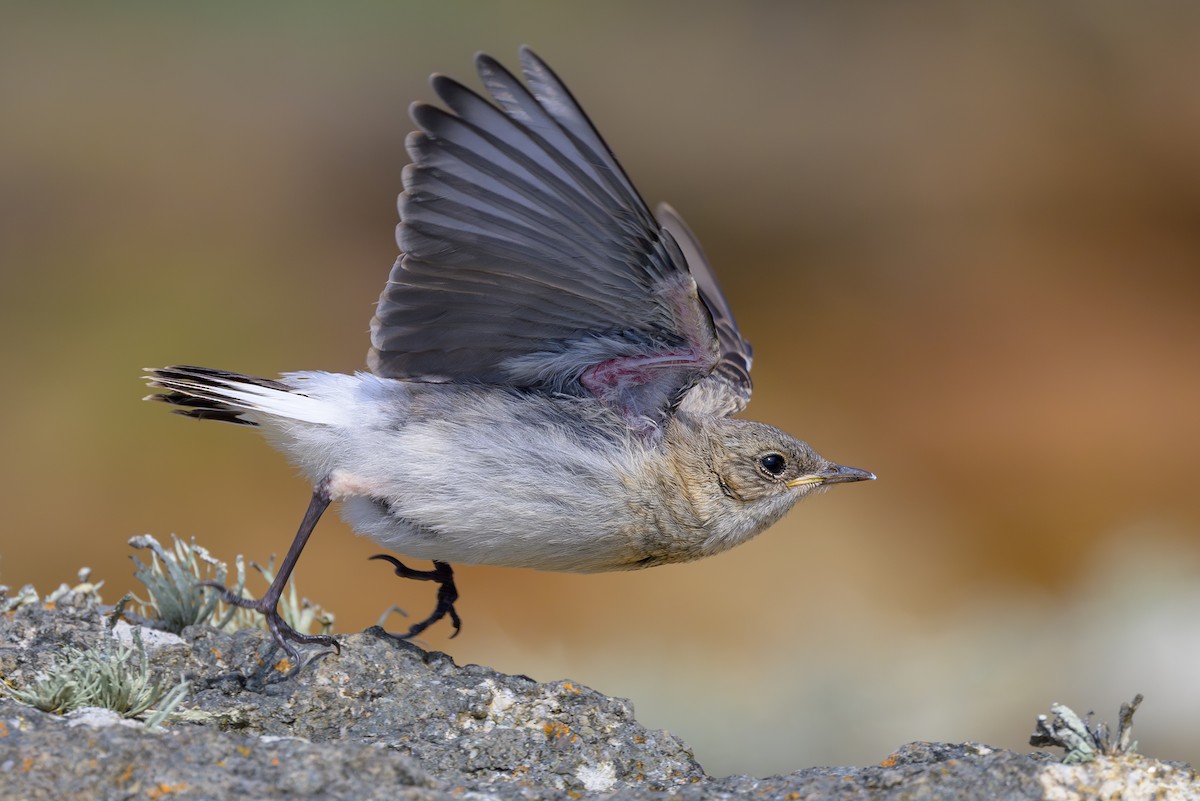 Northern Wheatear - ML620643594