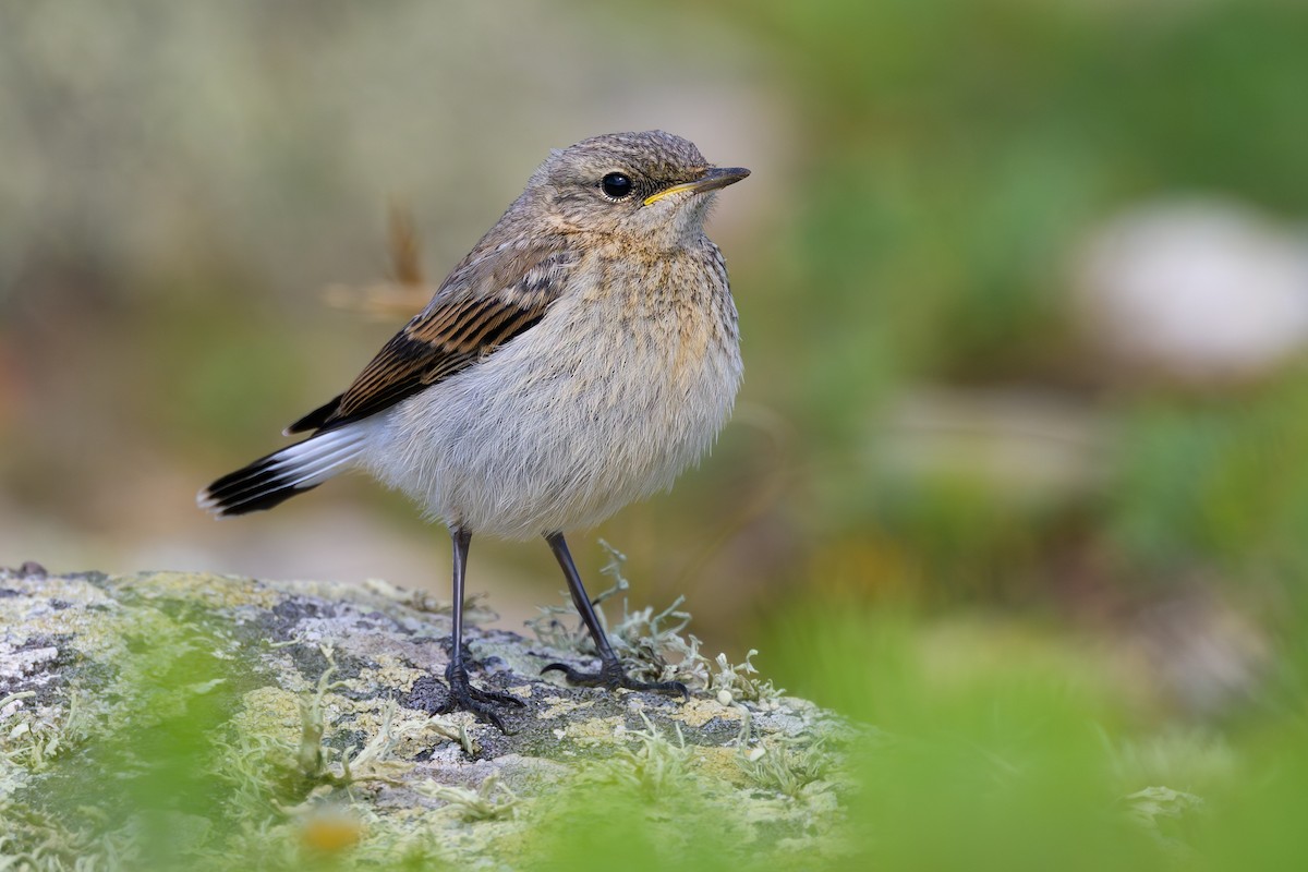 Northern Wheatear - ML620643596