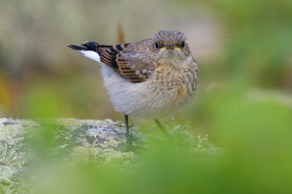 Northern Wheatear - ML620643597