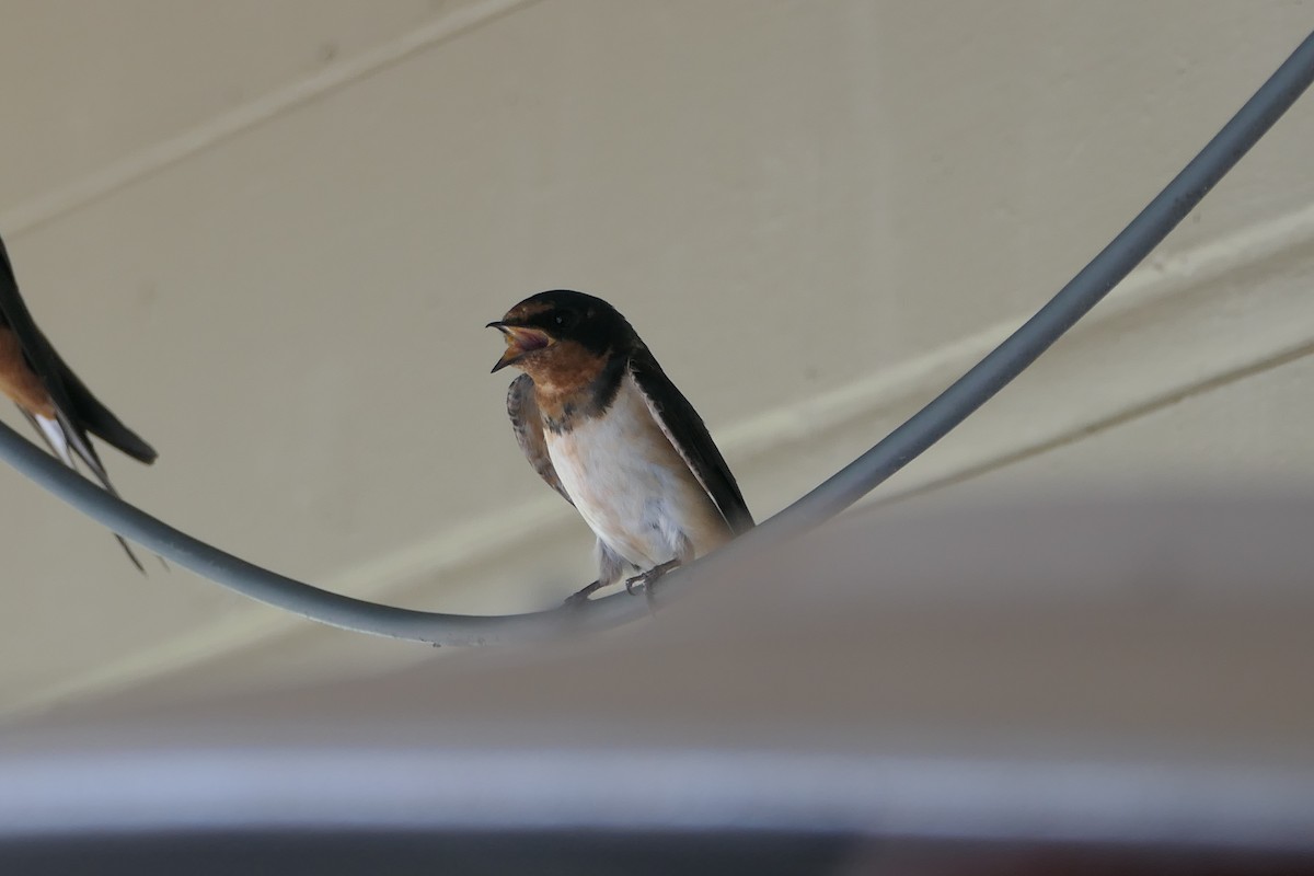 Barn Swallow - ML620643601