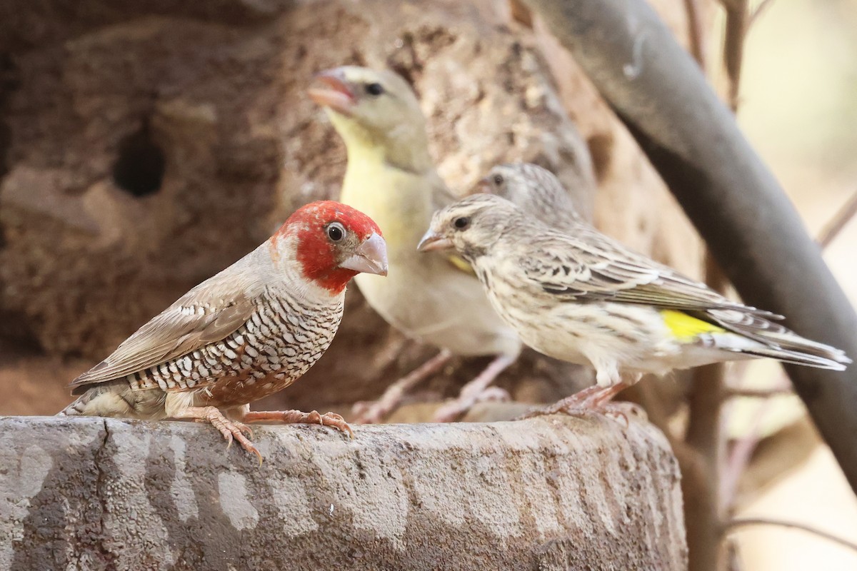 Red-headed Finch - ML620643603