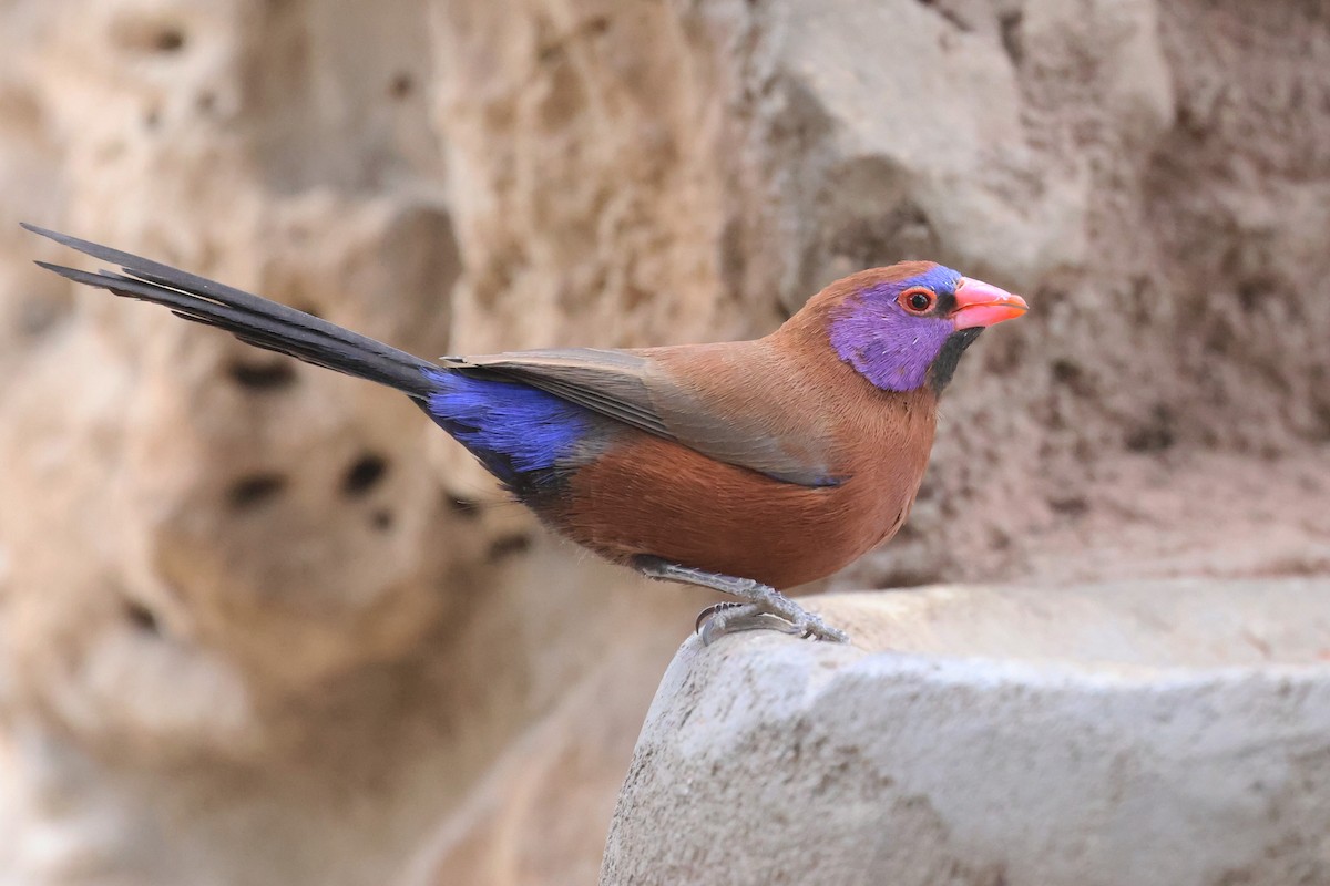 Violet-eared Waxbill - ML620643613