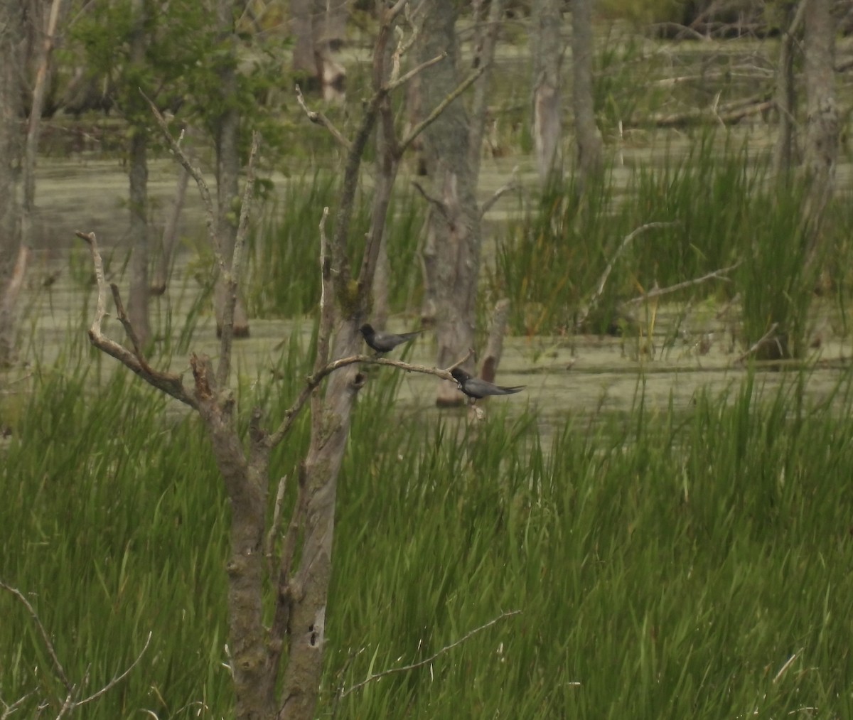 Black Tern - ML620643614