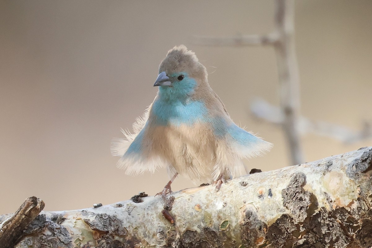 Southern Cordonbleu - ML620643616