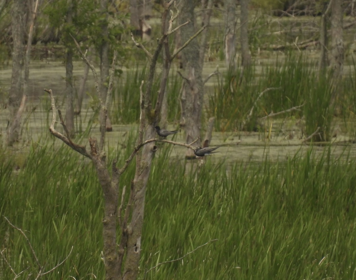 Black Tern - ML620643618