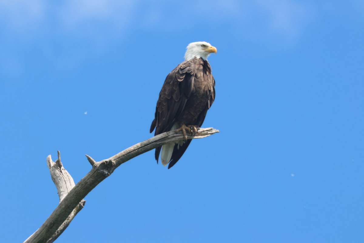 Bald Eagle - ML620643621