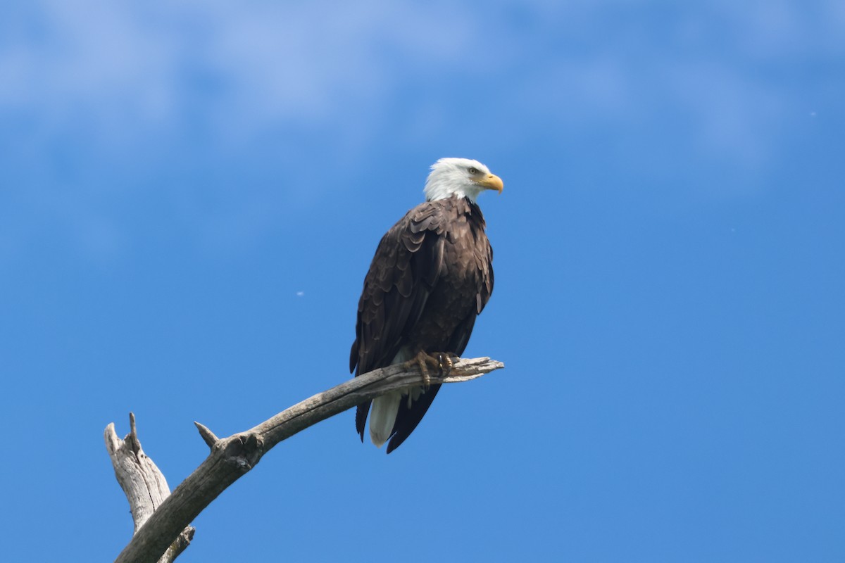 Weißkopf-Seeadler - ML620643622