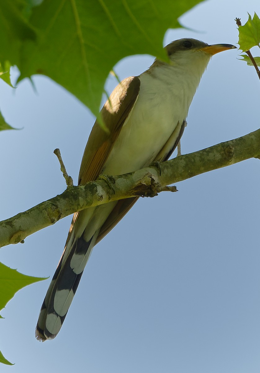 Yellow-billed Cuckoo - ML620643625