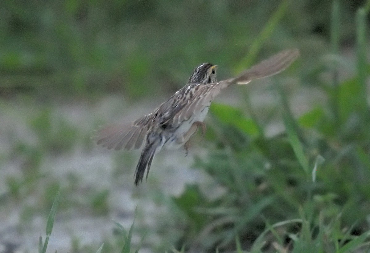 Savannah Sparrow - ML620643626