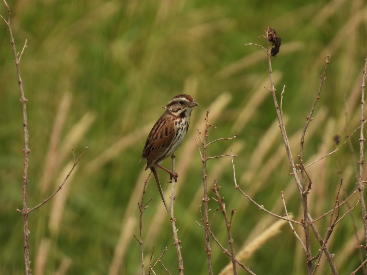 Song Sparrow - ML620643638