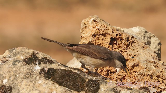 Fauvette orphée - ML620643639