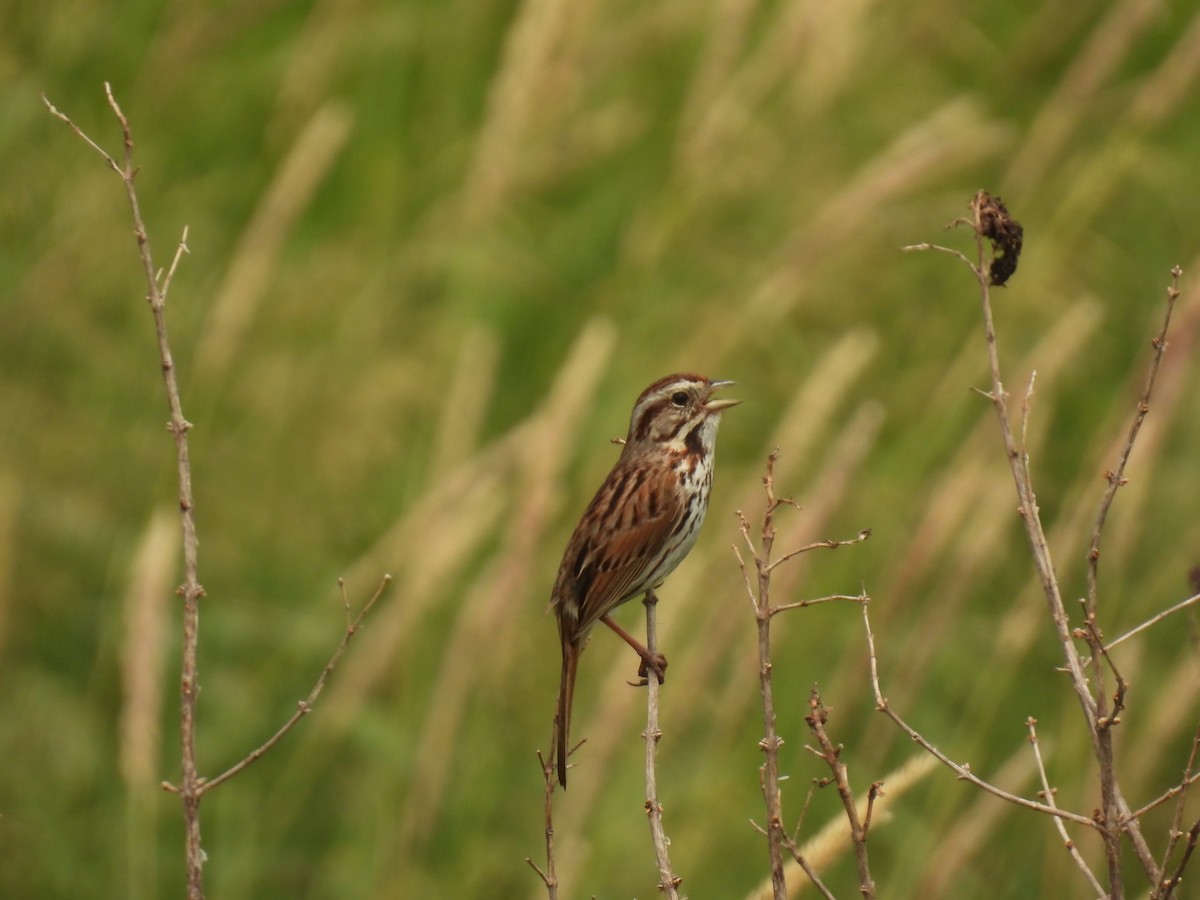 Song Sparrow - ML620643641