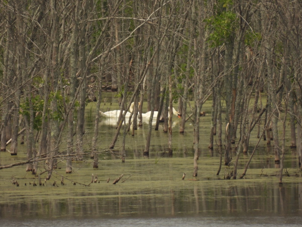 Mute Swan - ML620643643