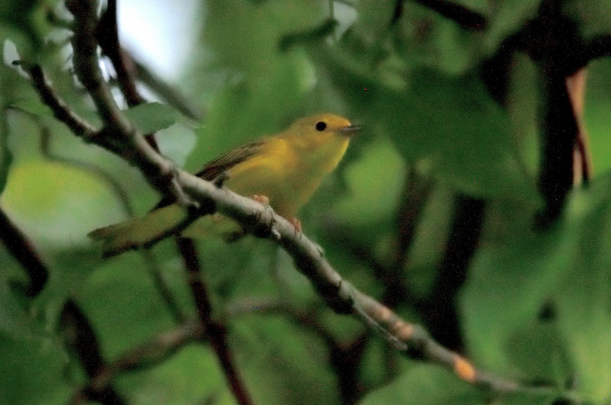 Yellow Warbler - ML620643649