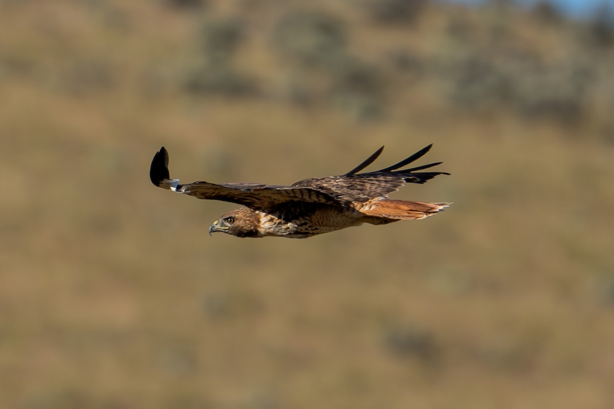 Red-tailed Hawk - ML620643650