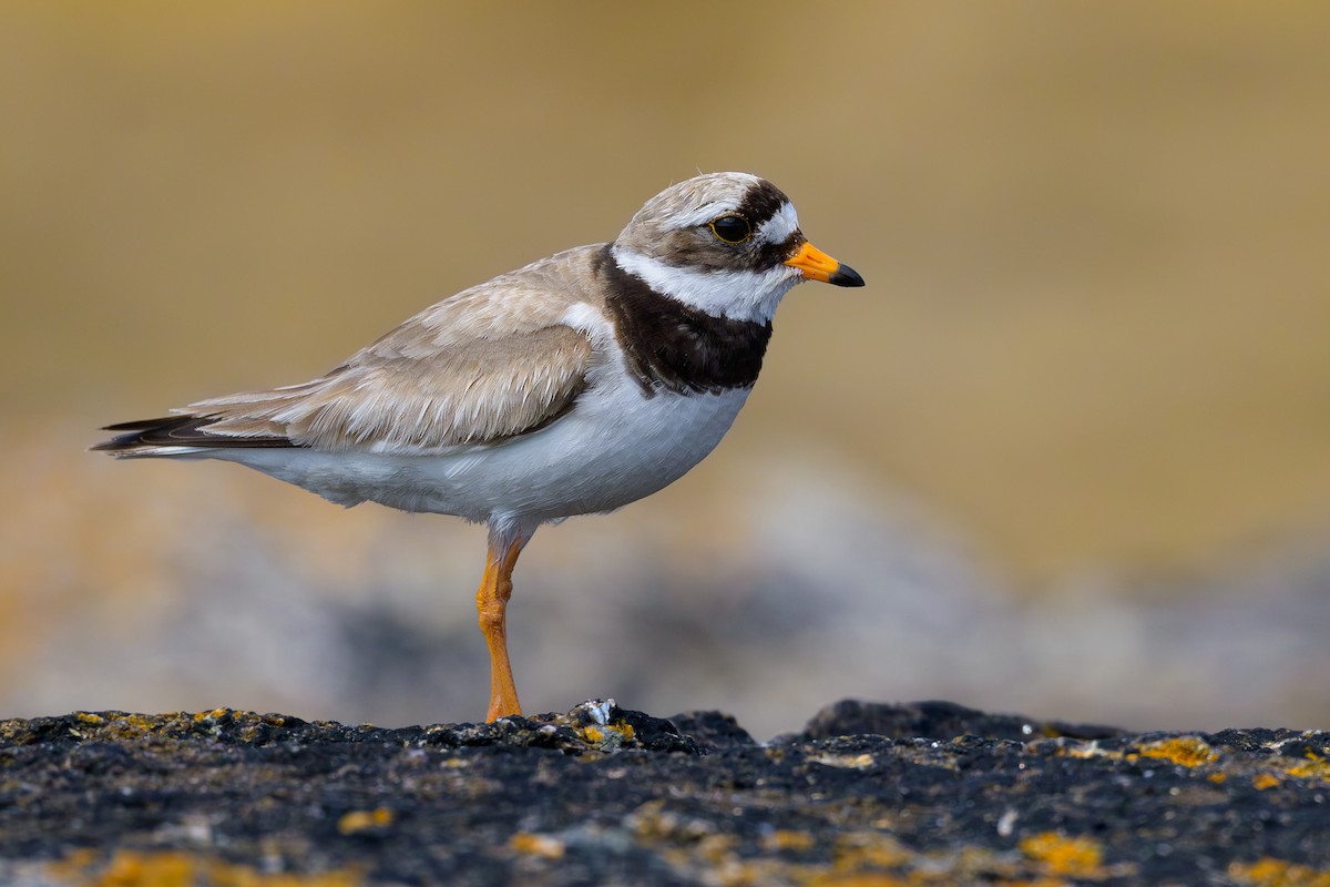 Common Ringed Plover - Sylvain Reyt