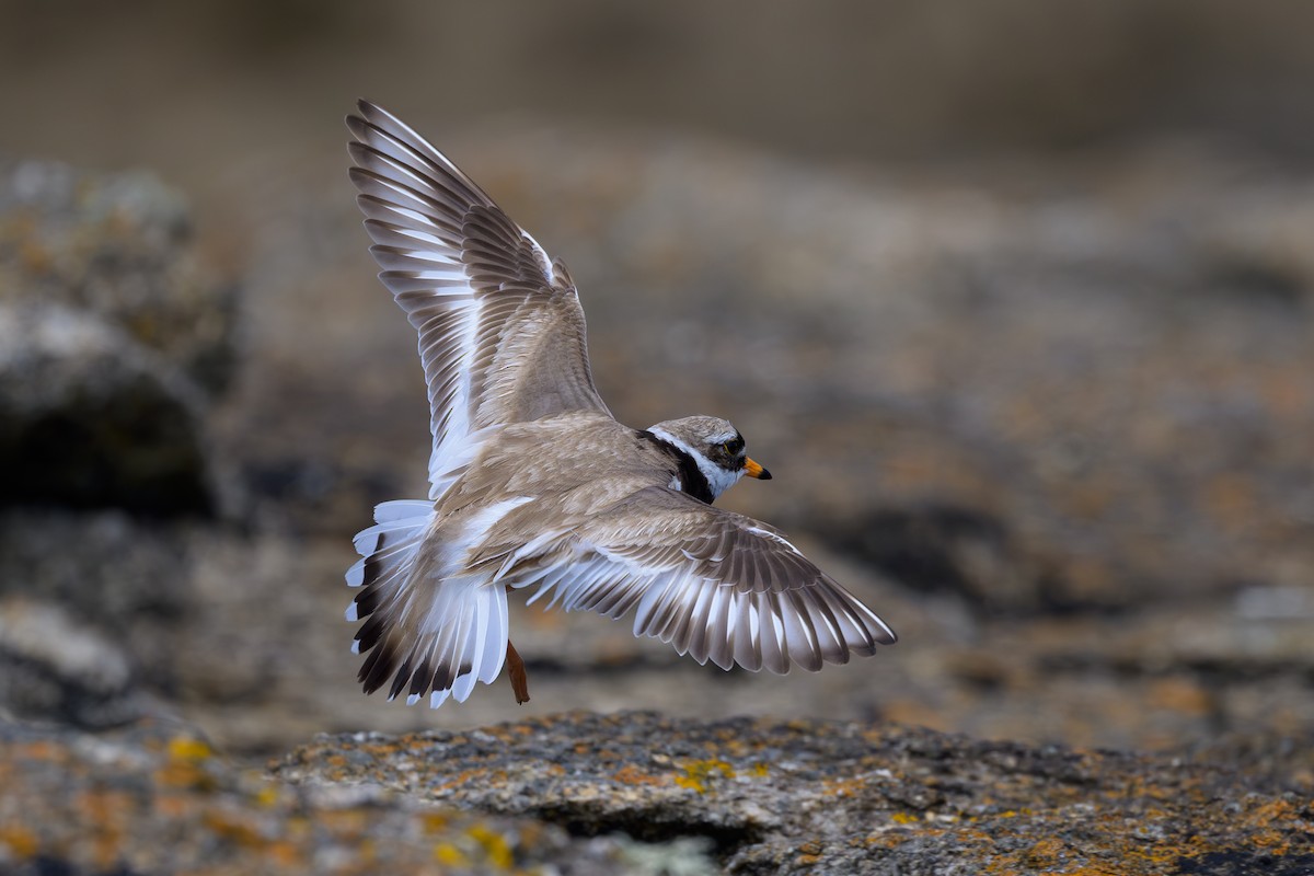 Common Ringed Plover - ML620643653