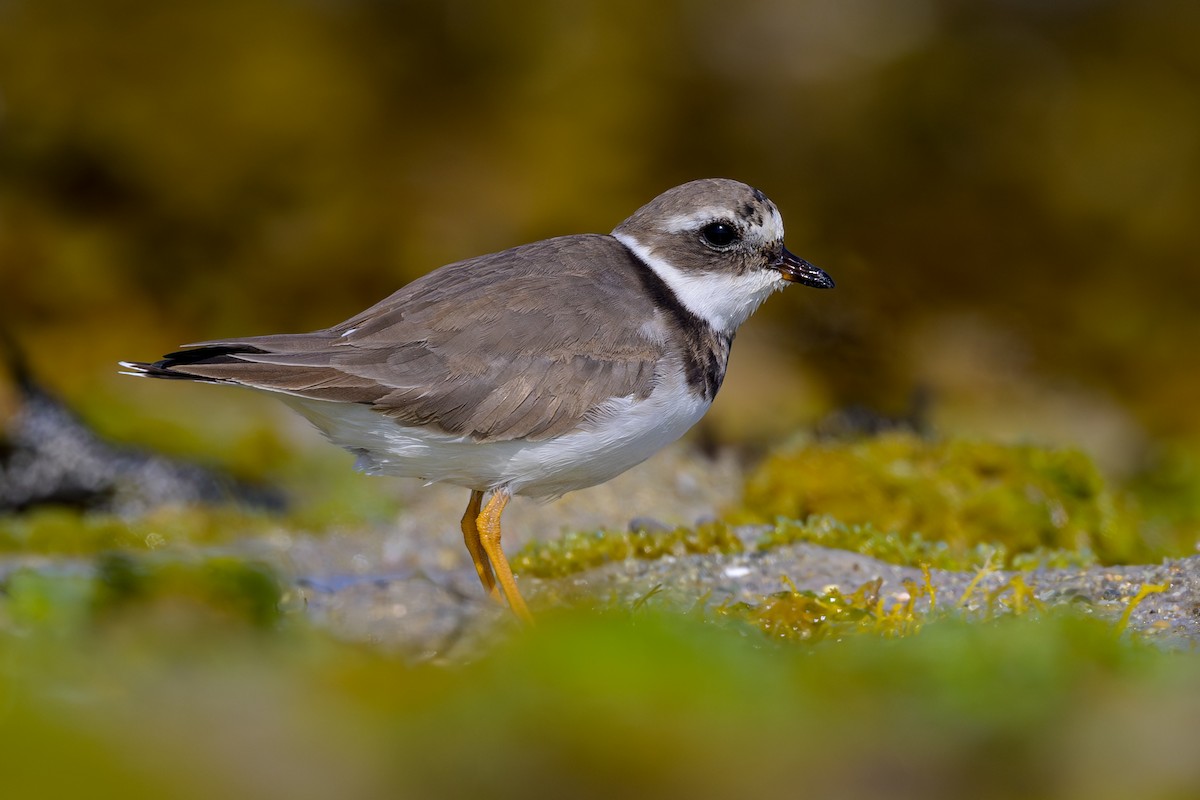 Common Ringed Plover - Sylvain Reyt