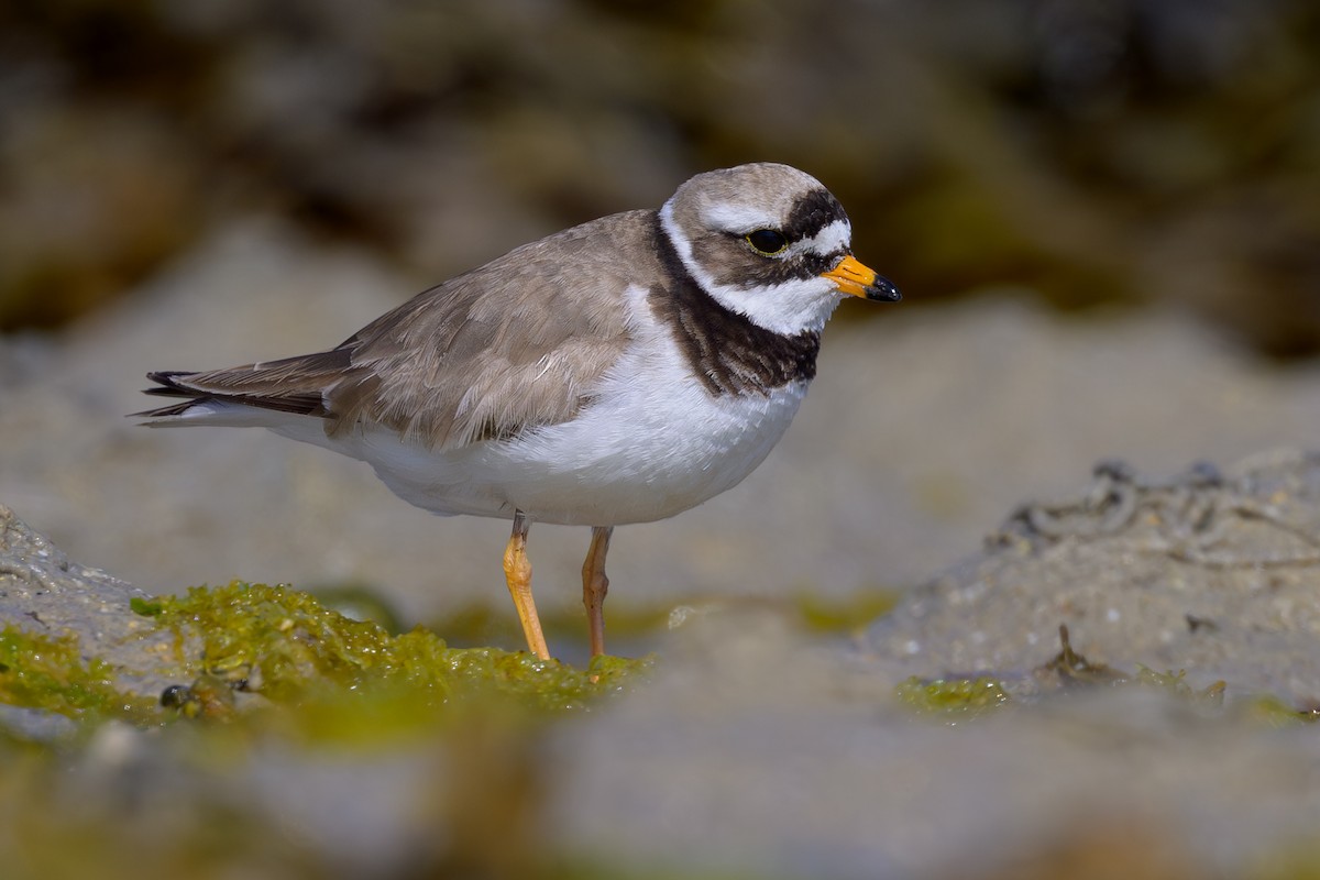 Common Ringed Plover - ML620643656