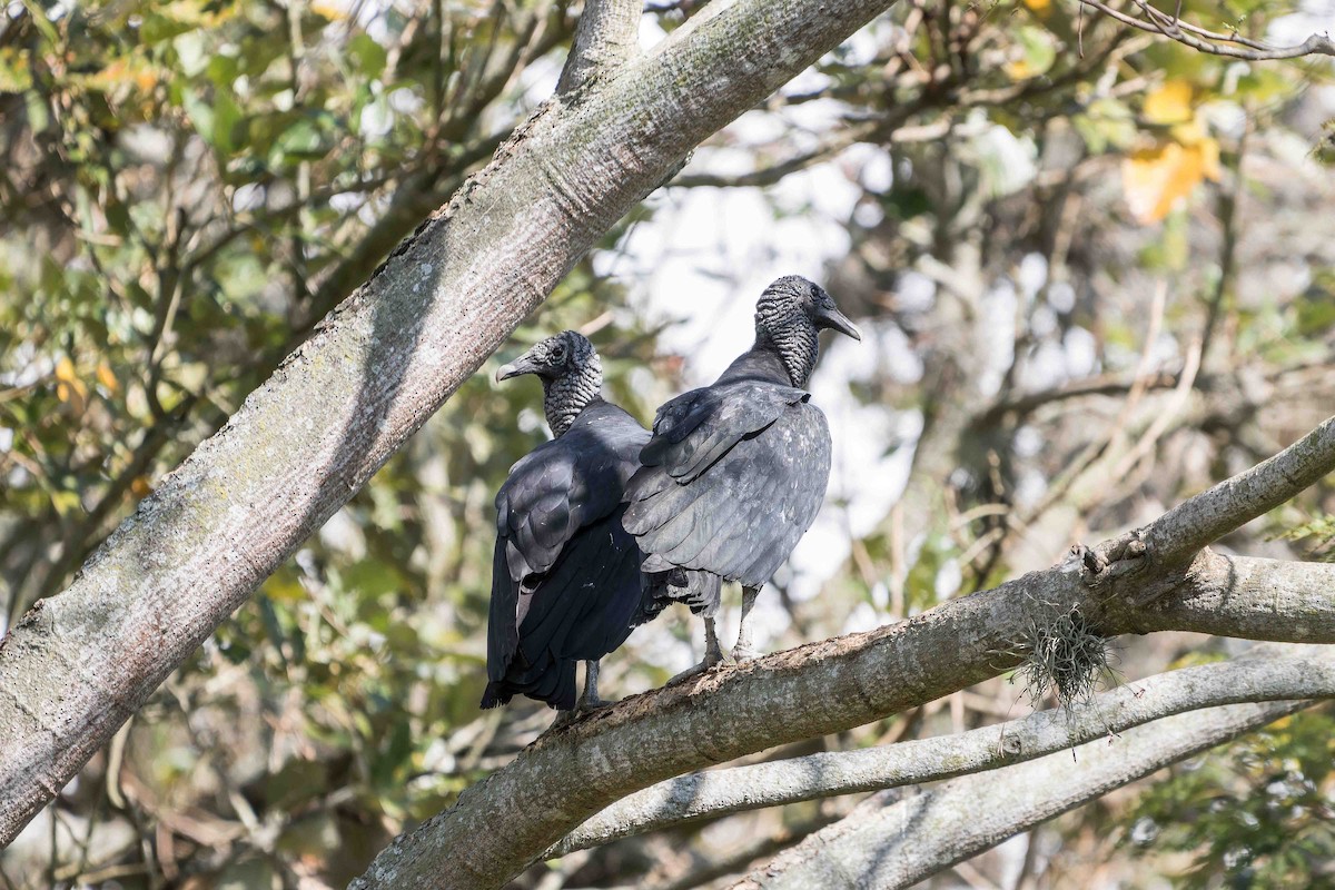 Black Vulture - ML620643659