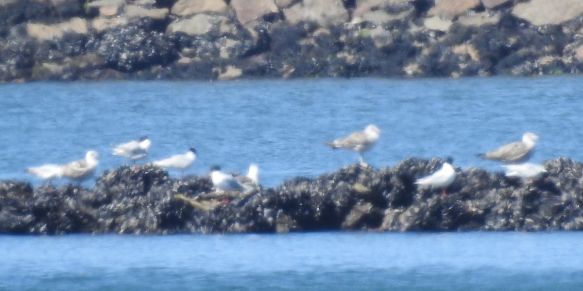 Mediterranean Gull - ML620643660