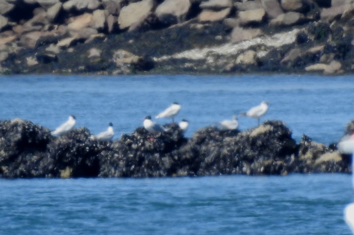 Mediterranean Gull - ML620643661