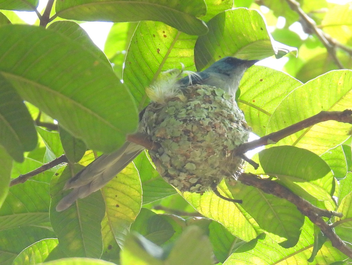 African Blue Flycatcher - ML620643662