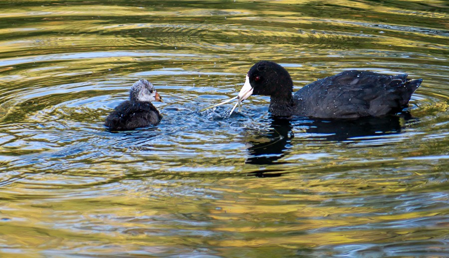 American Coot - ML620643663