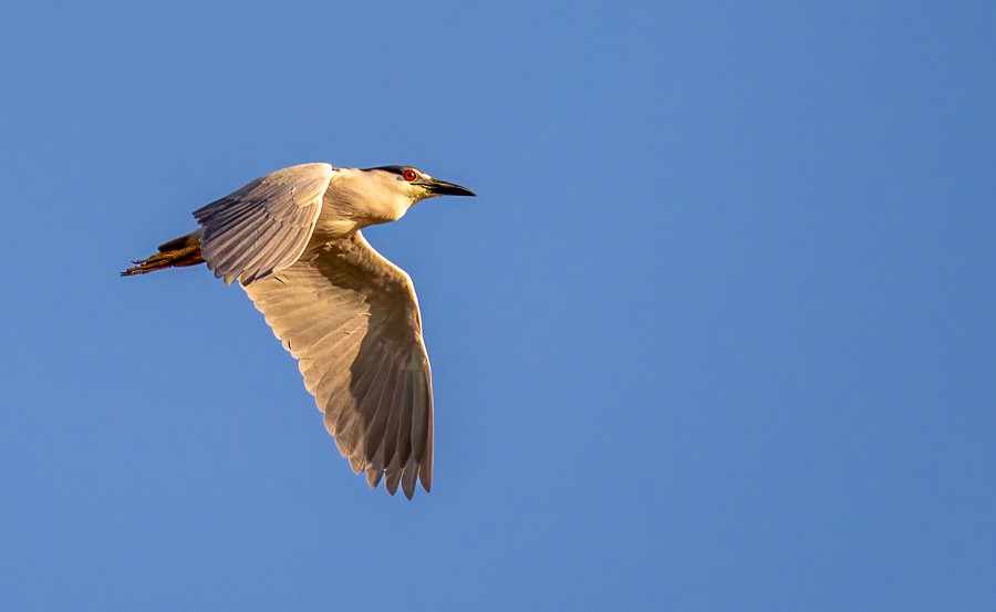 Black-crowned Night Heron - ML620643681